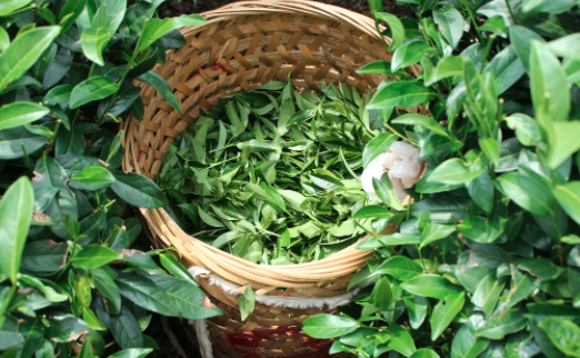 海口茶叶及茶制品检测,茶叶及茶制品检测费用,茶叶及茶制品检测机构,茶叶及茶制品检测项目